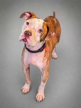 Leroy -  Pit Bull Terrier and Mixed Breed Dog for Adoption in Bowling Green, Kentucky - Leroy | PetCurious