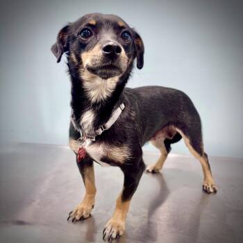 Chihuahua and Dachshund Dogs Available for Adoption in Portland, Oregon - Smiley | PetCurious