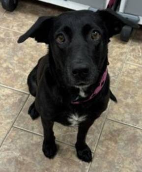 Velvet -  Labrador Retriever and Shepherd Dog Available for Adoption in Littleton, Colorado - Velvet | PetCurious
