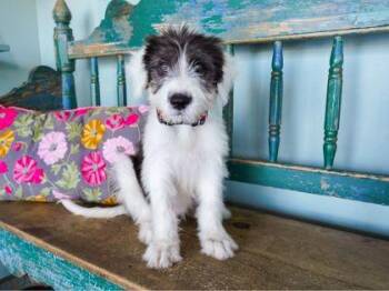 Baker -  Old English Sheepdog and Great Pyrenees Dog for Adoption in San Antonio, Texas - Baker | PetCurious