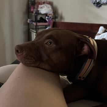 Pit Bull Terrier Dogs Available for Adoption in Colorado Springs, Colorado - Georgia | PetCurious