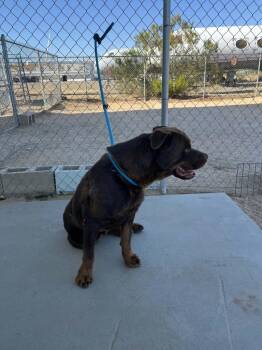 Poochie -  Rottweiler Dog for Adoption in California City, California - Poochie | PetCurious
