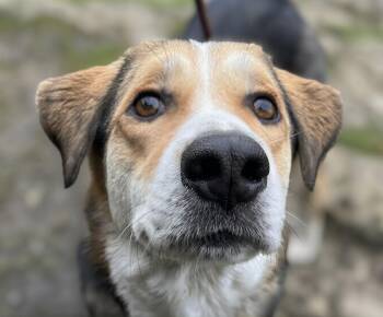 Mlle Sweet Chanel -  Beagle and Husky Dog for Adoption in Ridgefield, Washington - Mlle Sweet Chanel | PetCurious