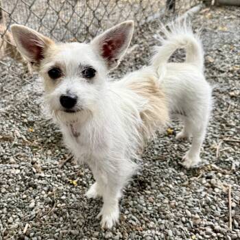 Liberty -  Mixed Breed Dog for Adoption in Oakland, California - Liberty | PetCurious