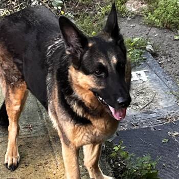 SISSI -  German Shepherd Dog Dog for Adoption in Toronto, Ontario - SISSI | PetCurious