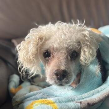 Miniature Poodle Dogs Available for Adoption - Streusel | PetCurious