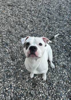 Russet -  Staffordshire Bull Terrier Dog for Adoption in Grand Forks, North Dakota - Russet | PetCurious