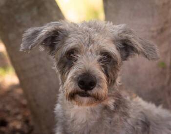 ROLO -  Shih Tzu Dog for Adoption in Southaven, Mississippi - ROLO | PetCurious