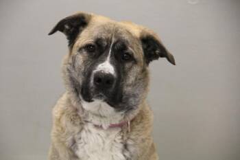 Sheena -  Mixed Breed Dog Available for Adoption in Winnipeg, Manitoba - Sheena | PetCurious
