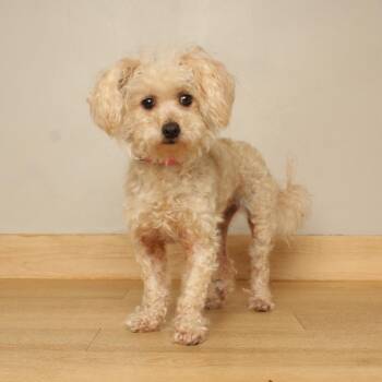 Chanunu D71495 -  Miniature Poodle and Maltese Dog for Adoption in Minnetonka, Minnesota - Chanunu D71495 | PetCurious
