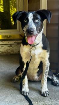 TILLY -  Pointer Dog for Adoption in Holbrook, New York - TILLY | PetCurious
