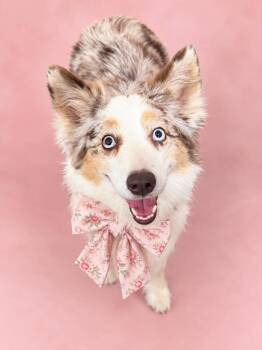 Sailor -  Australian Shepherd Dog for Adoption in Houston, Texas - Sailor | PetCurious