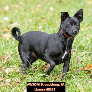 Ellie -  Jack Russell Terrier and Pug Dog for Adoption in Stroudsburg, Pennsylvania - Ellie | PetCurious