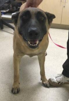 STEVE -  Belgian Shepherd Malinois and Mixed Breed Dog for Adoption in Riverside, California - STEVE | PetCurious