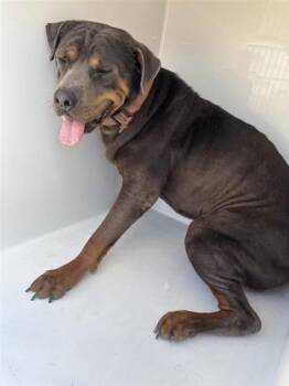 A662290 -  Rottweiler Dog for Adoption in Houston, Texas - A662290 | PetCurious