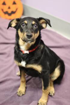 Rocks in NH. Come Meet our Adoptable Dogs Wednesday-Saturday. Mo -  Hound Dog for Adoption in Manchester, New Hampshire - Rocks In NH. Come Meet Our Adoptable Dogs Wednesday-Saturday. Mo | PetCurious