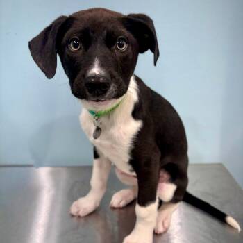 Mixed Breed Dogs Available for Adoption in Portland, Oregon - Jagger | PetCurious