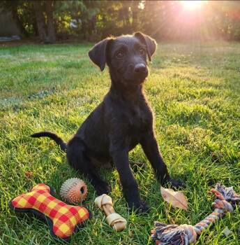 Goose Doodle -  Labradoodle Dog for Adoption in Olympia, Washington - Goose Doodle | PetCurious