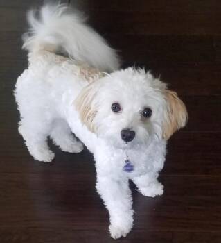 Maltipoo Dogs Available for Adoption in Plano, Texas - Dixie Lu Turner | PetCurious