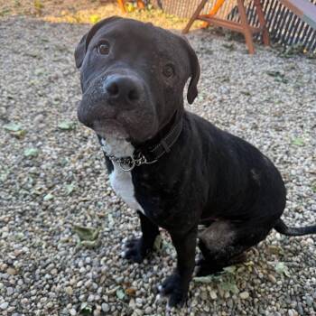 Bishop -  Mixed Breed Dog for Adoption in Patchogue, New York - Bishop | PetCurious