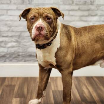 Pit Bull Terrier Dogs Available for Adoption in Montgomery, Alabama - Bam Bam | PetCurious