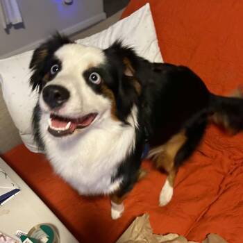 Australian Shepherd Dogs Available for Adoption in Lewisville, Texas - Adelaide | PetCurious