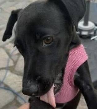 Mixed Breed Dogs Available for Adoption in Toronto, Ontario - CHARLOTTE (11mths) Dog & Kid Friendly | PetCurious