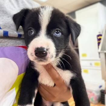 Moose -  Husky and Pit Bull Terrier Dog for Adoption in Austell, Georgia - Moose | PetCurious