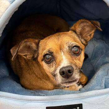 Lainey -  Chihuahua and Mixed Breed Dog for Adoption in Rifle, Colorado - Lainey | PetCurious