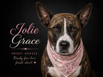 Australian Cattle Dog Blue Heeler Dogs Available for Adoption in Farmington, Missouri - Jolie Grace (Jessie) | PetCurious