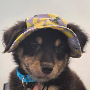 Siberian Husky and Mixed Breed Dogs Available for Adoption in Clearwater, Florida - Frankie | PetCurious
