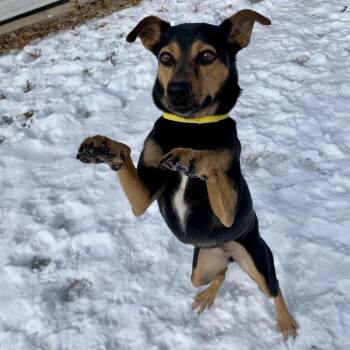 Kali -  Mixed Breed Dog for Adoption in Kennebunk, Maine - Kali | PetCurious