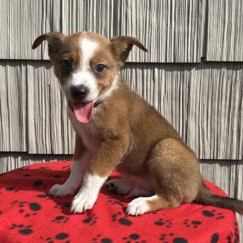 Bullhorn -  Australian Shepherd and Mixed Breed Dog for Adoption in Cincinnati, Ohio - Bullhorn | PetCurious