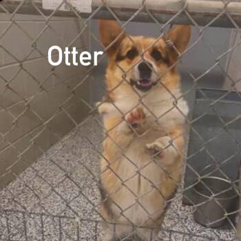 Otter -  Corgi Dog for Adoption in Spring Hill, Kansas - Otter | PetCurious