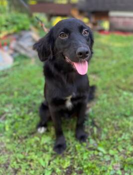Bonnie -  Spaniel and Retriever Dog for Adoption in Mount Bethel, Pennsylvania - Bonnie | PetCurious