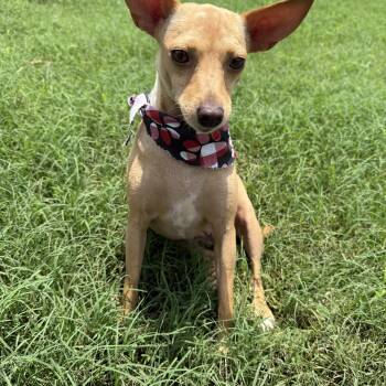 DORA -  Chihuahua Dog Available for Adoption in Seale, Alabama - DORA | PetCurious