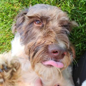 Monkey -  Giant Schnauzer Dog for Adoption in Fort Wayne, Indiana - Monkey | PetCurious