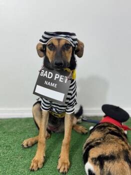 German Shepherd Dog and German Pinscher Dogs Available for Adoption - Helena | PetCurious