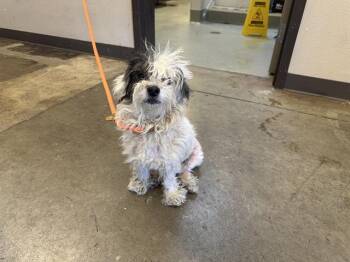 Maltese and Mixed Breed Dogs Available for Adoption in Ontario, California - RURU | PetCurious