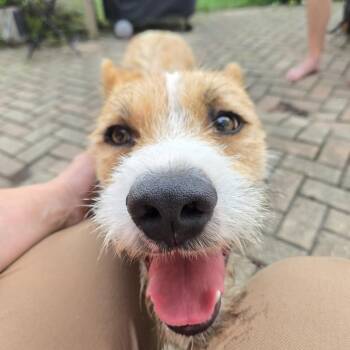Dutch -  Terrier and Shepherd Dog for Adoption in Chicago, Illinois - Dutch | PetCurious
