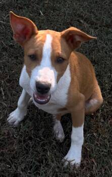 Buster -  Rat Terrier Dog for Adoption in Holly Springs, Mississippi - Buster | PetCurious