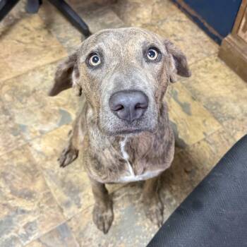 Hera -  Mixed Breed Dog for Adoption in Columbia, South Carolina - Hera | PetCurious