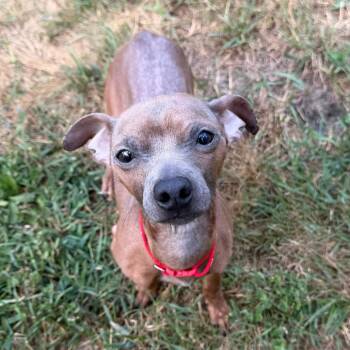 Donte -  Chihuahua and Dachshund Dog for Adoption in Wadena, Minnesota - Donte | PetCurious