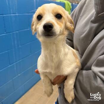 Nova -  Terrier and Jack Russell Terrier Dog for Adoption in Washington, District Of Columbia - Nova | PetCurious