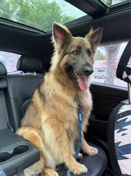 Sunny -  Mixed Breed Dog for Adoption in Saskatoon, Saskatchewan - Sunny | PetCurious