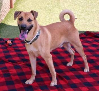 Taco -  Mixed Breed Dog for Adoption in Athens, Georgia - Taco | PetCurious