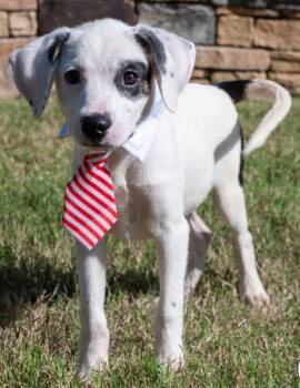 Rescue Hound and Terrier Dogs for Adoption in Cullman, Alabama - Poli (Roli-Poli) | PetCurious