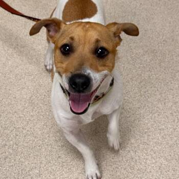 Rat Terrier and Jack Russell Terrier Dogs Available for Adoption - Arnold | PetCurious