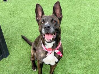 Dutch Shepherd and Mixed Breed Dogs Available for Adoption in Tustin, California - MILA | PetCurious