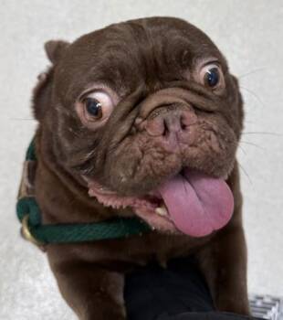 French Bulldog and Mixed Breed Dogs Available for Adoption - Big Ed | PetCurious